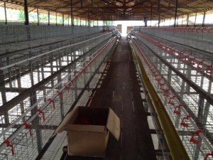 pasang nipple cup yang tidak tepat