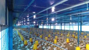 kandang closehouse, biaya kandang closehouse, management kandang clolse